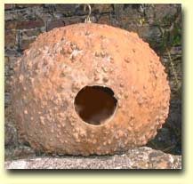Calabash Pods - Unusual Nesting boxes and feeders for birds