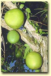 calabash pods