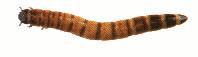 mealworms
