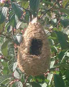 nest boxes