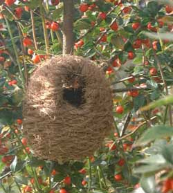 nestbox