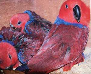 parrot food