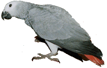 african grey