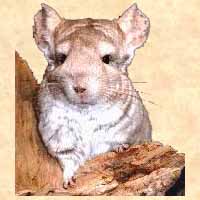 chinchilla feed