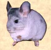 chinchillas diet