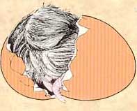 incubating eggs
