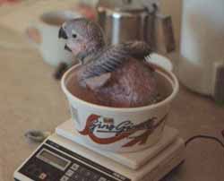 African greys