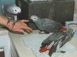 tame parrots