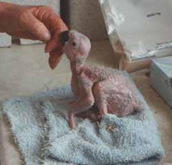 hand reared parrot