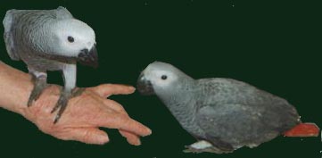 african greys