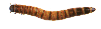mealworms