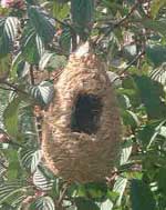 nestbox for soft bills