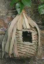 nesting softbills