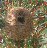 nest