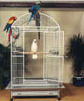parrot cage