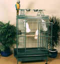 cages for parrots