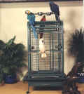parrot cage