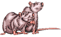 rat poison substitute